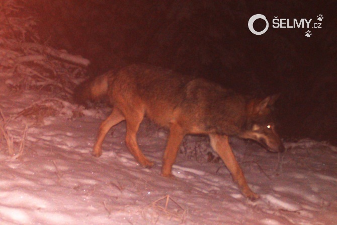 A wolf in Javorníky