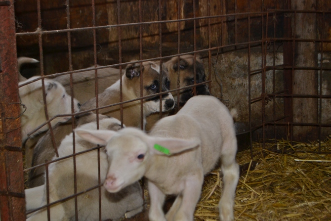 Foto: Miroslav Kutal Foto: Miroslav Kutal