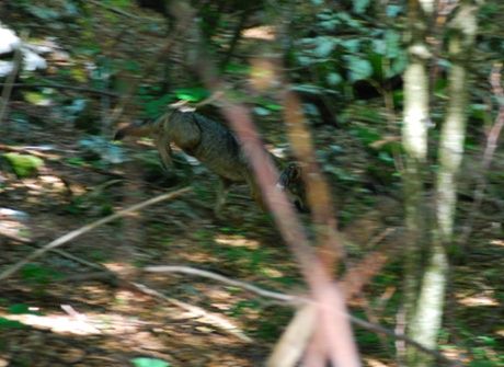 Slavc krátce po instalaci obojku. Foto: Hubert Potočnik Slavc krátce po instalaci obojku. Foto: Hubert Potočnik