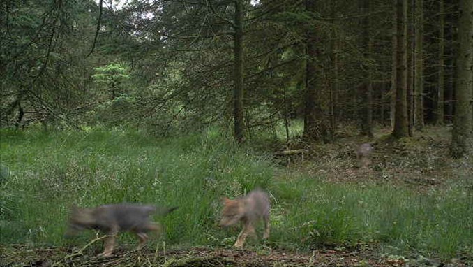 Foto: Naturstyrelsen Foto: Naturstyrelsen