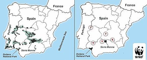 Historické a aktuální rozšíření rysa pardálového. zdroj: WWF Historické a aktuální rozšíření rysa pardálového. zdroj: WWF