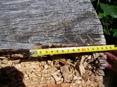 kmen podrápaný medvědem kmen podrápaný medvědem