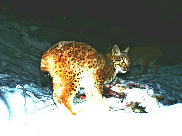 dva mladí rysi u kořisti; foto:Hnutí DUHA Olomouc dva mladí rysi u kořisti; foto:Hnutí DUHA Olomouc