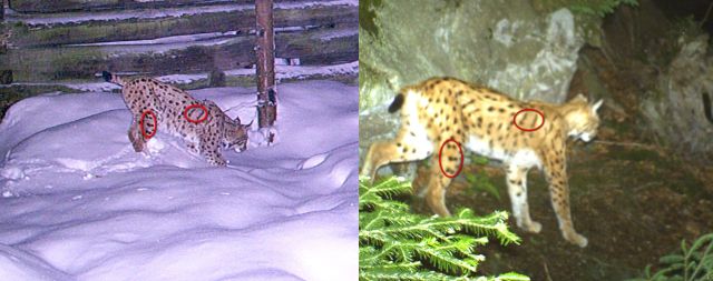 identifikace rysů pomocí snímků z fotopastí identifikace rysů pomocí snímků z fotopastí