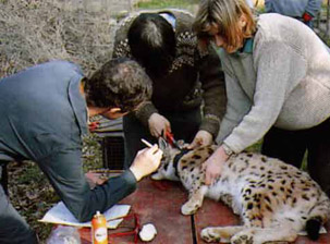 reintrodukce rysů ve Franci v 80. letech. Zdroj: http://www.parc-des-felins.com/en/save-the-animals/in-the-wild reintrodukce rysů ve Franci v 80. letech. Zdroj: http://www.parc-des-felins.com/en/save-the-animals/in-the-wild