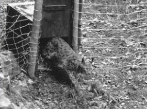 Reintrodukce rysů ve Francii v 80. letech. Zdroj: http://www.parc-des-felins.com/ Reintrodukce rysů ve Francii v 80. letech. Zdroj: http://www.parc-des-felins.com/