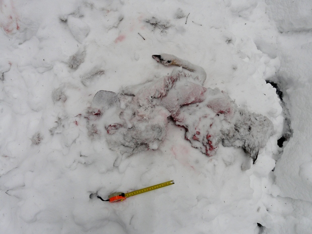 kořist rysů - ulovená srna kořist rysů - ulovená srna