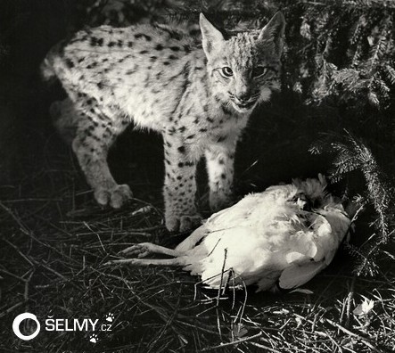 Lynx cub with a killed chicken