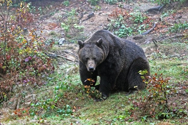 Foto: Mikuláš Sliacky Foto: Mikuláš Sliacky