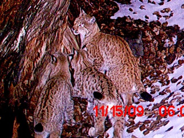 Rysice s koťaty, rok 2009