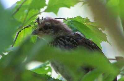kuře jeřábka lesního kuře jeřábka lesního