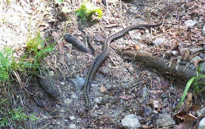 zmije obecná zmije obecná