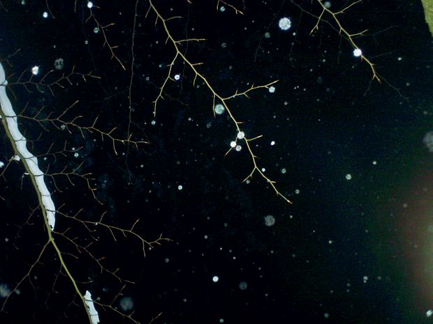 noční obloha vyfocená rysem hrajícím si s fotopastí noční obloha vyfocená rysem hrajícím si s fotopastí