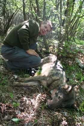 Hubert Potočnik s odchyceným vlkem Slavcem při instalaci obojku. Foto: Nina Ražen
