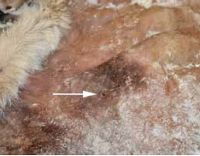 Otvor po kulce v hrudníku zvířete. Foto: Marja Kik Otvor po kulce v hrudníku zvířete. Foto: Marja Kik