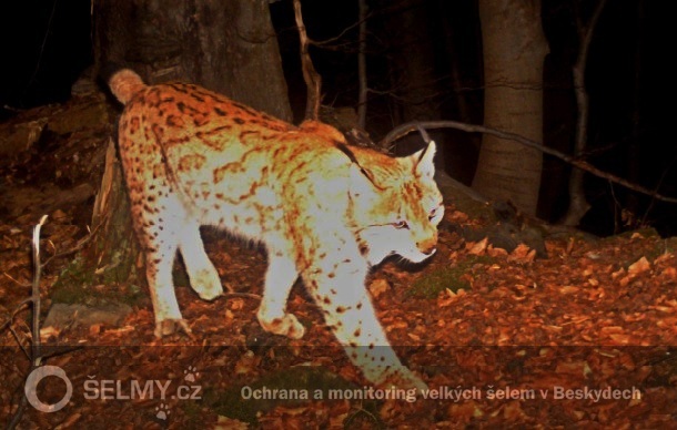 rys Benedikt z Javorníků; foto: Hnutí DUHA Olomouc rys Benedikt z Javorníků; foto: Hnutí DUHA Olomouc