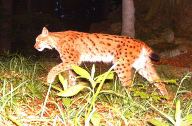 Rys Duvera - letošní snímek z Blanského lesa Rys Duvera - letošní snímek z Blanského lesa