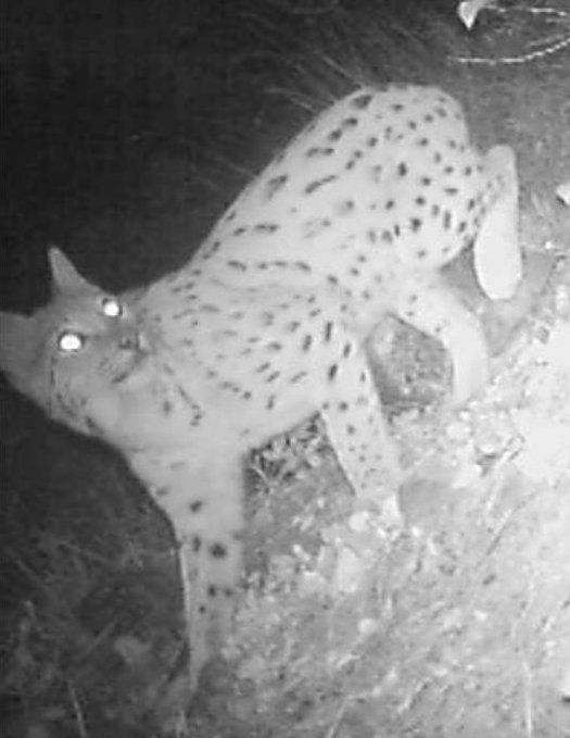 rys Duvera - loňský snímek z Rakouska rys Duvera - loňský snímek z Rakouska