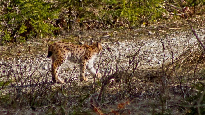 rysa som pozoroval dobrých 10 minúť; foto: Martin Duľa rysa som pozoroval dobrých 10 minúť; foto: Martin Duľa