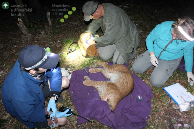 A sedated lynx being fitted with a radio-tracking collar