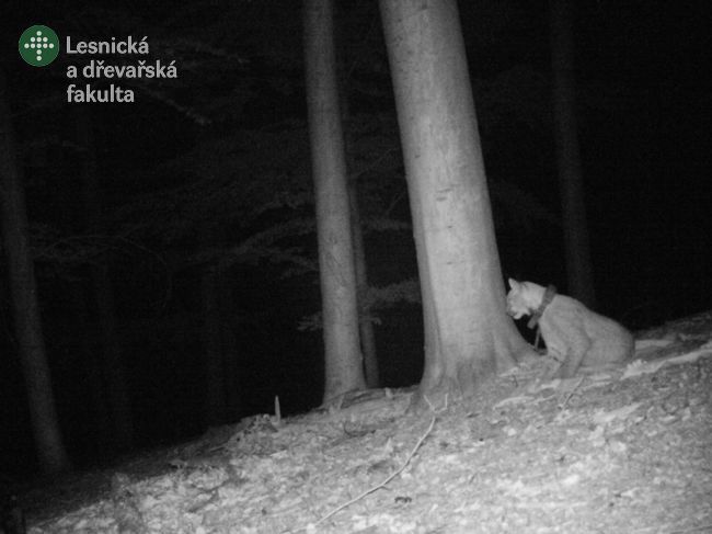 A lynx wearing a radio-tracking collar
