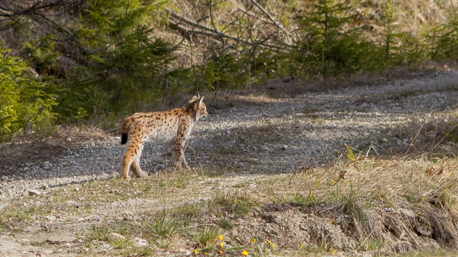rys išiel po ceste; foto: Martin Duľa rys išiel po ceste; foto: Martin Duľa