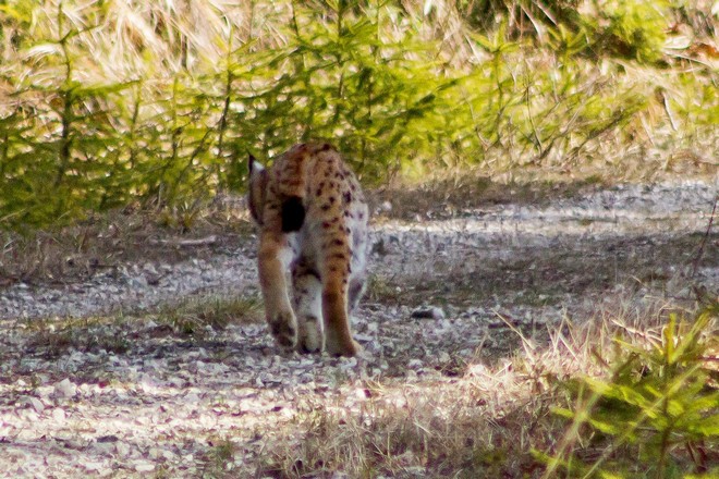 rysak nakoniec odišiel do húštiny; foto: Martin Duľa rysak nakoniec odišiel do húštiny; foto: Martin Duľa