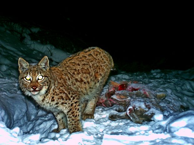 odrostlé rysí mládě, které si pohrálo s fotopastí; foto: Hnutí DUHA Olomouc odrostlé rysí mládě, které si pohrálo s fotopastí; foto: Hnutí DUHA Olomouc