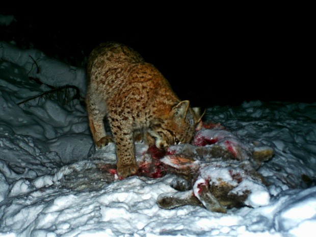 rys požírající zbytky své kořisti; foto: Hnutí DUHA Olomouc rys požírající zbytky své kořisti; foto: Hnutí DUHA Olomouc