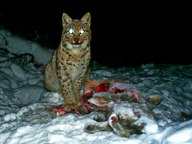 rysa zaujala fotopast u jeho kořisti; foto: Hnutí DUHA Olomouc rysa zaujala fotopast u jeho kořisti; foto: Hnutí DUHA Olomouc