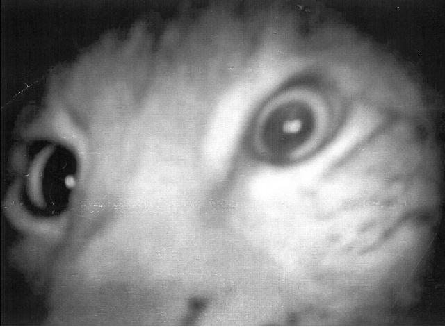 Fotopast zachytila rysa v Janovicích. Foto: Josef Franěk. Zdroj:hradec.idnes.cz. Fotopast zachytila rysa v Janovicích. Foto: Josef Franěk. Zdroj:hradec.idnes.cz.