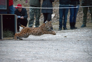 A lynx being released into wild