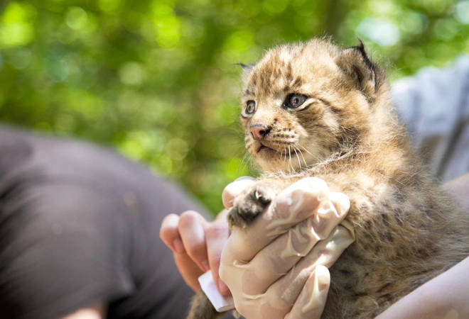 Foto: © SNU RLP, Alexander Sommer Foto: © SNU RLP, Alexander Sommer