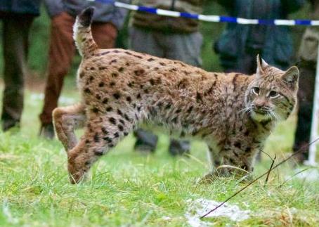 Rysice Alosa nachází opět domov ve volné přírodě, foto: SNU RLP Rysice Alosa nachází opět domov ve volné přírodě, foto: SNU RLP