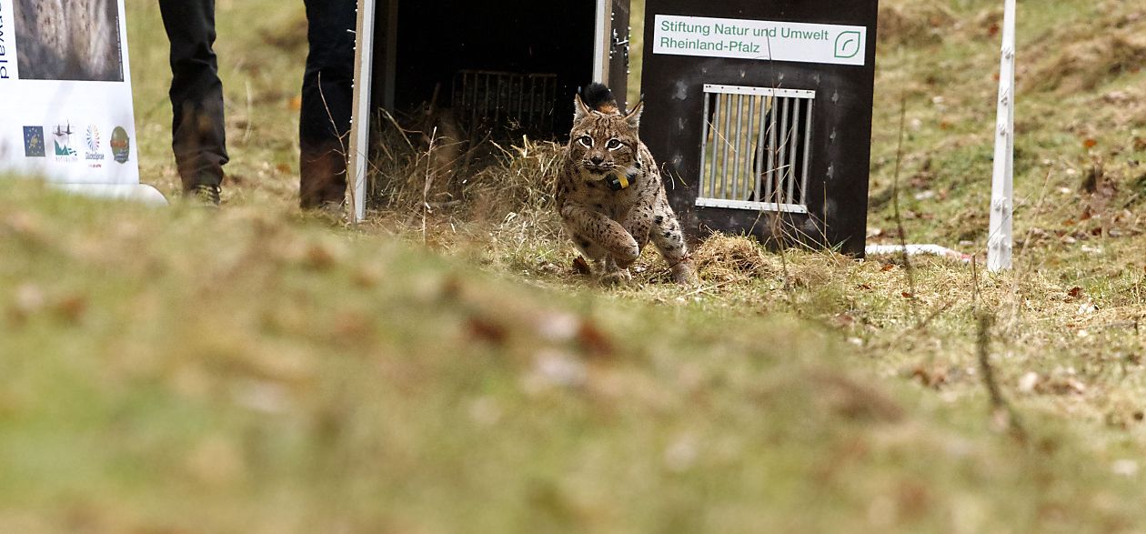 Juri obohacuje německý Falcký les, foto: SNU RLP Juri obohacuje německý Falcký les, foto: SNU RLP