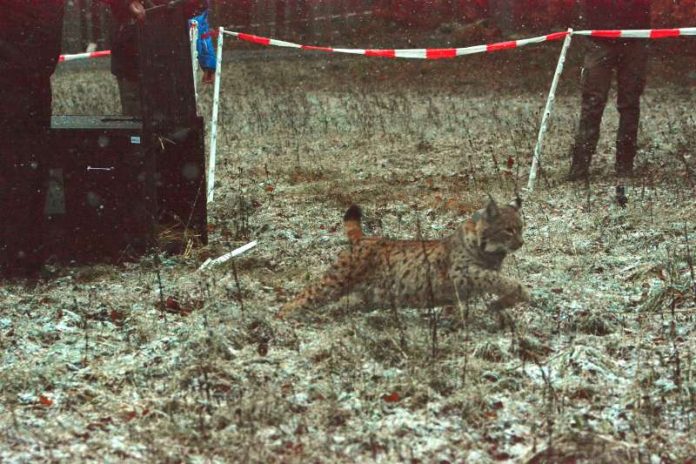 Vypouštění rysice Labky v prosinci 2017, foto: SNU RLP Vypouštění rysice Labky v prosinci 2017, foto: SNU RLP