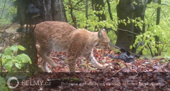 rysice Heřmína z Javorníků; foto: Hnutí DUHA Olomouc rysice Heřmína z Javorníků; foto: Hnutí DUHA Olomouc
