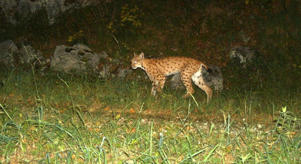 Female Rosa captured for the last time by the camera trap in August 2015