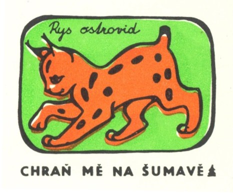 A drawing of Eurasian lynx