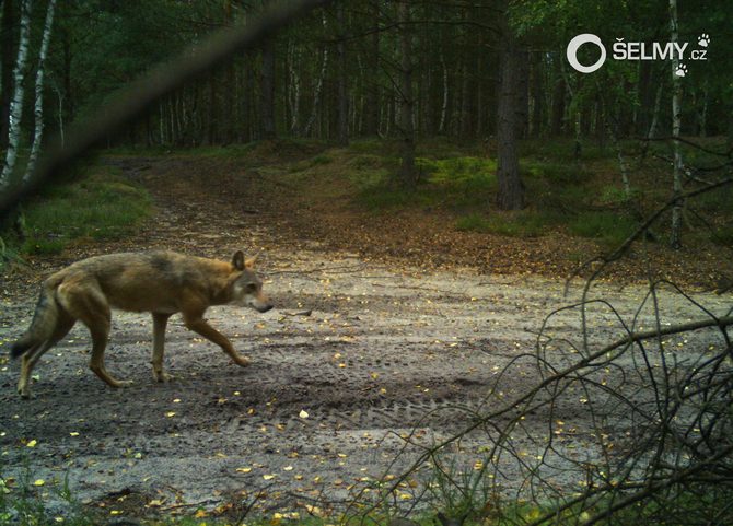 Vlk v CHKO Kokořínsko - Máchův kraj Vlk v CHKO Kokořínsko - Máchův kraj