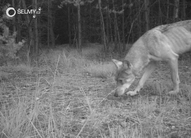 Vlk v CHKO Kokořínsko - Máchův kraj Vlk v CHKO Kokořínsko - Máchův kraj