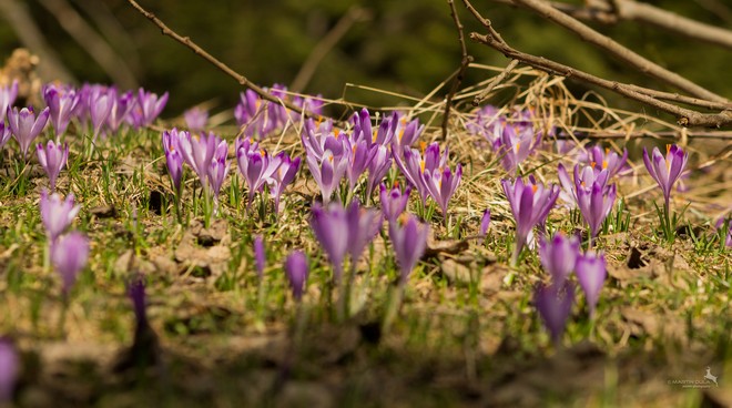 šafrány karpatské; foto: Martin Duľa šafrány karpatské; foto: Martin Duľa
