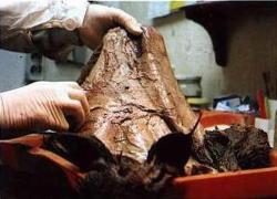 Otvor v kůži rysa po průniku střely