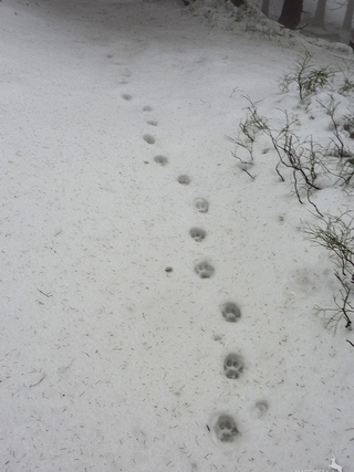 stopová dráha rysa; foto: Martin Duľa stopová dráha rysa; foto: Martin Duľa