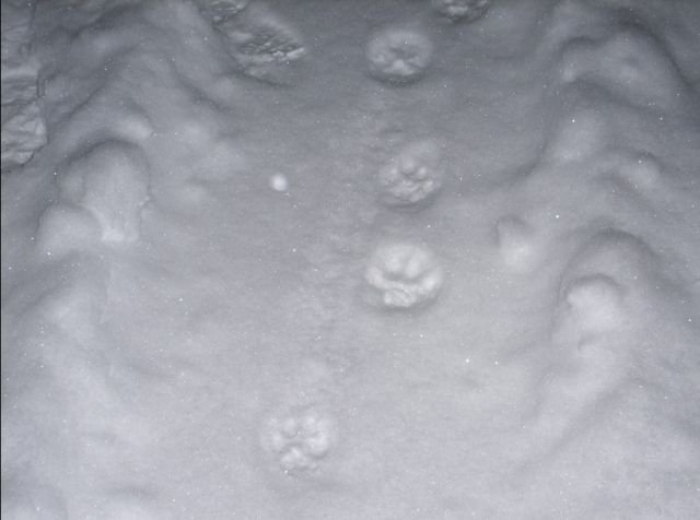 Stopy rysa ostrovida v Bučnici nedaleko Adršpašsko-teplických skal. Zdroj: hradec.idnes.cz. Foto: Milan Jirman. Stopy rysa ostrovida v Bučnici nedaleko Adršpašsko-teplických skal. Zdroj: hradec.idnes.cz. Foto: Milan Jirman.