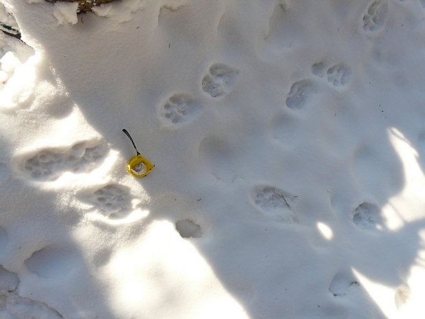 stopy dvou rysů stopy dvou rysů