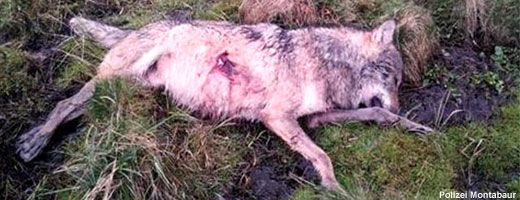 Zastřelený vlk v oblasti Westerwaldu. Zdroj: nabu.de. Zastřelený vlk v oblasti Westerwaldu. Zdroj: nabu.de.