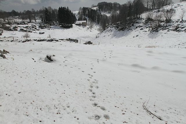 Setkání Slavce s Giuliettou. foto: Luca Signori, Corpo Forestale dello Stato Setkání Slavce s Giuliettou. foto: Luca Signori, Corpo Forestale dello Stato