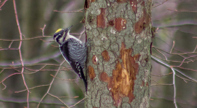 ďubník trojprstý (datlík tříprstý); foto: Martin Duľa ďubník trojprstý (datlík tříprstý); foto: Martin Duľa
