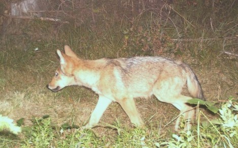 vlče ze smečky v CHKO Kysuce ohrožené lovem, foto: Hnutí DUHA Olomouc vlče ze smečky v CHKO Kysuce ohrožené lovem, foto: Hnutí DUHA Olomouc